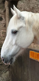 Dancer is chilled out and likes to take his time, but he is always well behaved and likes being fussed over.
